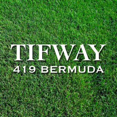 Tifway419-WEB