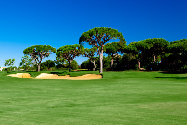 Beautiful landscape picture of a golf court with pine trees